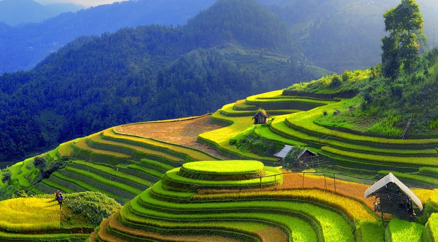 vietnam pirinç tarlaları